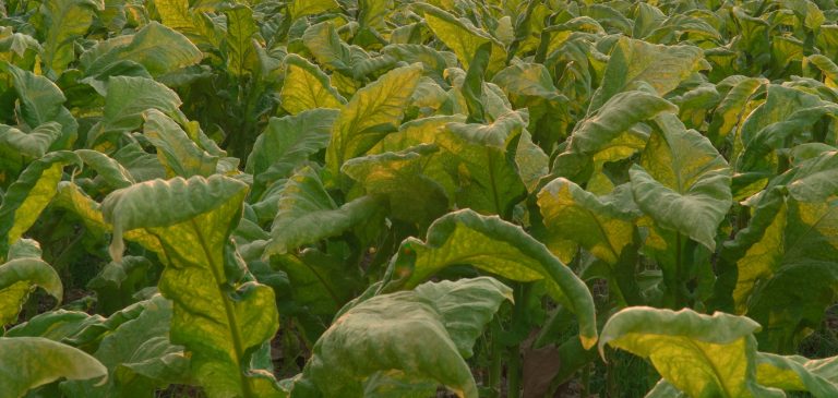 A BRIEF SUMMARY OF WORLDWİDE TOBACCO PRODUCTION